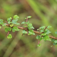 Gmelina asiatica L.